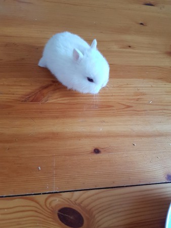 Hermelin - Vit Blåögd 